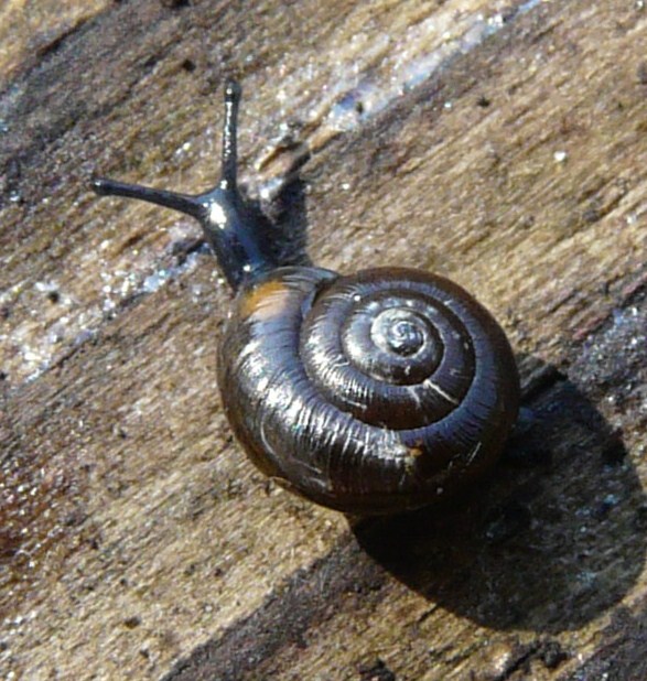 Zonitoides nitidus (Muller, 1774)